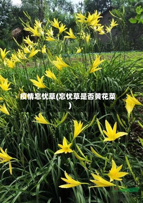 疫情忘忧草(忘忧草是否黄花菜)-第2张图片