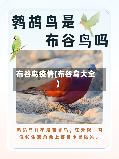 布谷鸟疫情(布谷鸟大全)