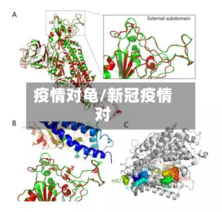 疫情对龟/新冠疫情对-第3张图片