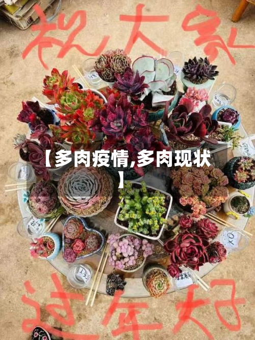 【多肉疫情,多肉现状】