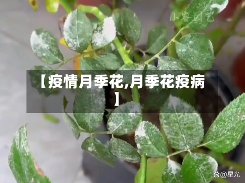 【疫情月季花,月季花疫病】-第2张图片