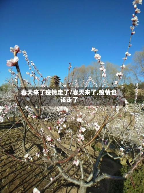 春天来了疫情走了/春天来了,疫情也该走了
