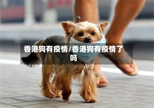 香港狗有疫情/香港狗有疫情了吗