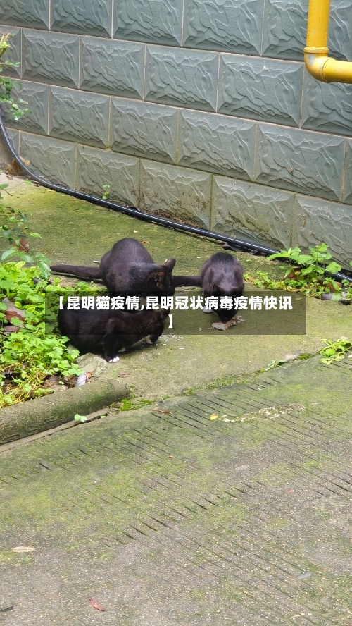 【昆明猫疫情,昆明冠状病毒疫情快讯】