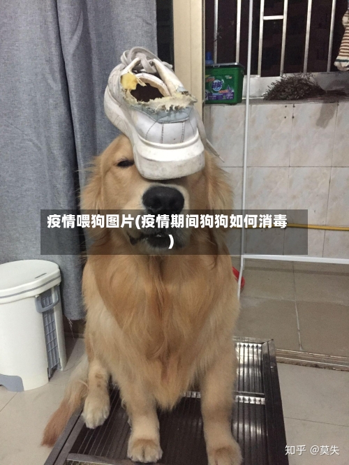 疫情喂狗图片(疫情期间狗狗如何消毒)-第2张图片