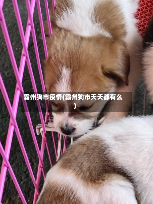 霸州狗市疫情(霸州狗市天天都有么)