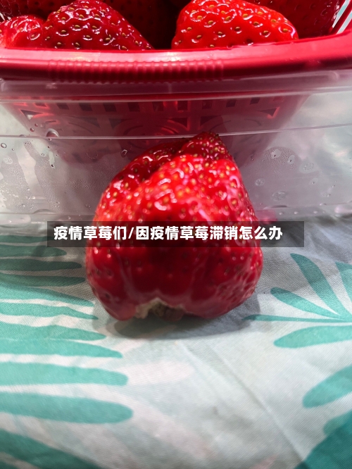 疫情草莓们/因疫情草莓滞销怎么办