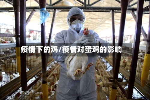 疫情下的鸡/疫情对蛋鸡的影响-第2张图片